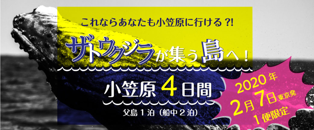 ザトウクジラが集う島へ!小笠原4日間