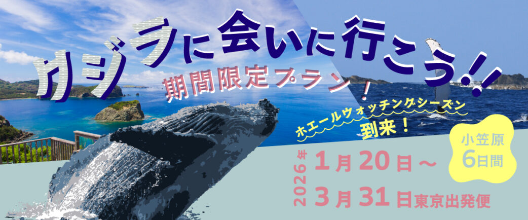 クジラに会いに行こう!期間限定プラン
